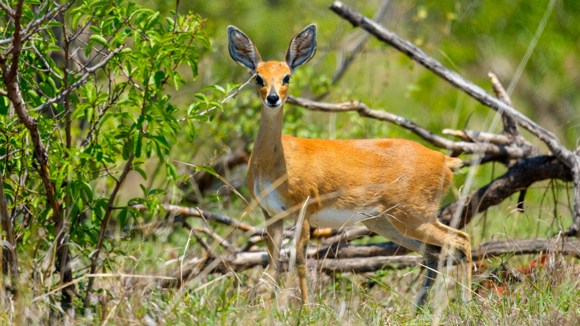 Kruger25 2025 10 29 12 25 19 ILCE 1M2 79